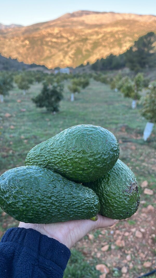 Aguacate Hass - Imagen 4