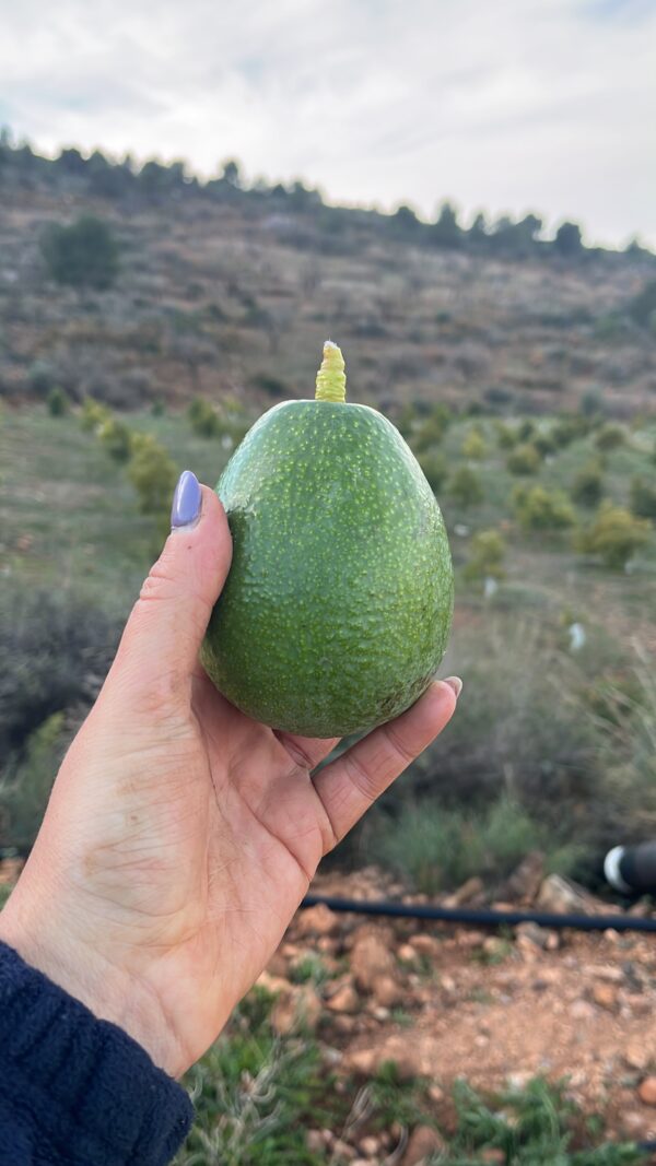 Todo al verde: Chirimoya + Aguacate - Imagen 4