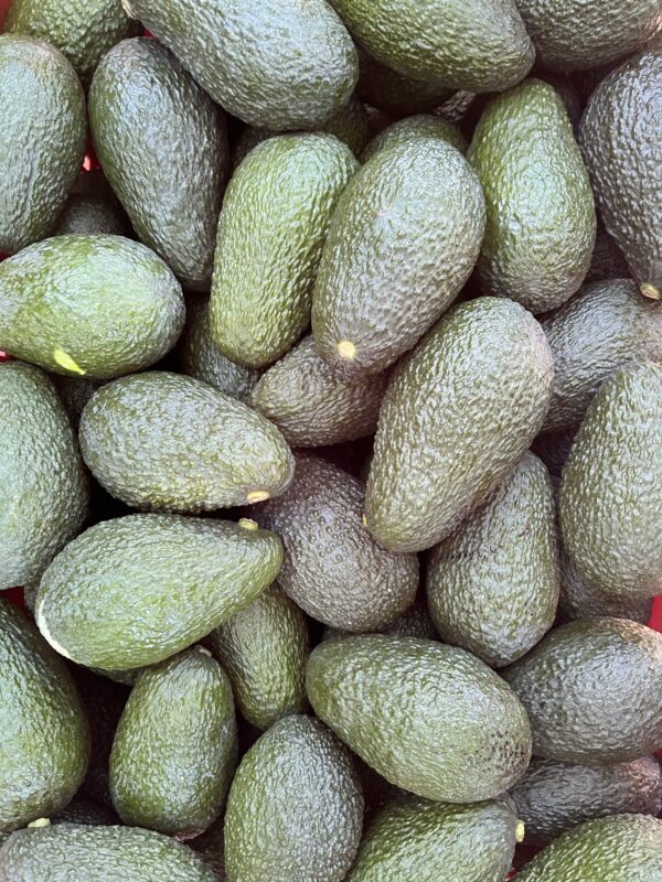 Aguacate Hass