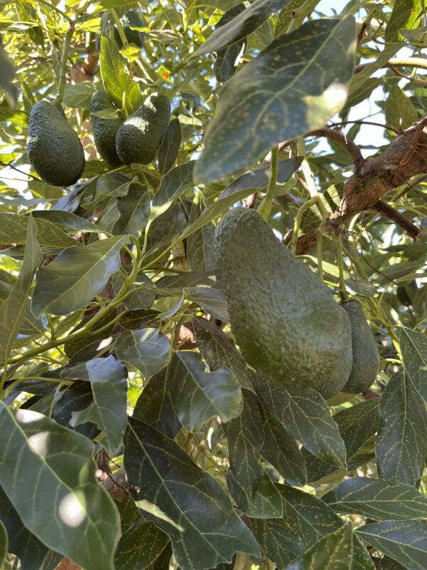 Aguacate Hass - Imagen 2