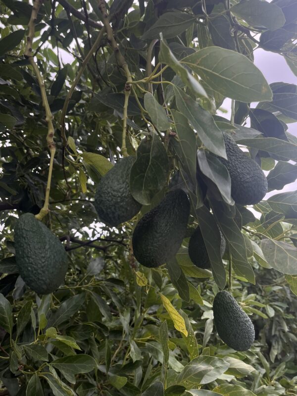 Aguacate Hass - Imagen 3