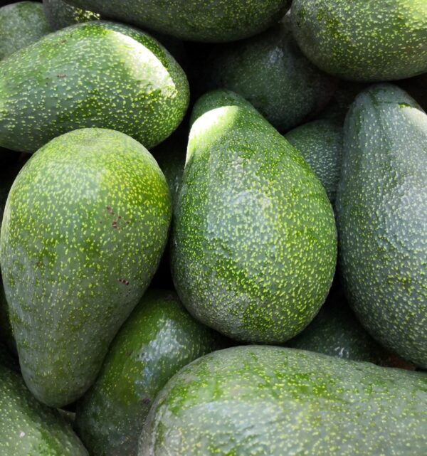 Aguacate Fuerte